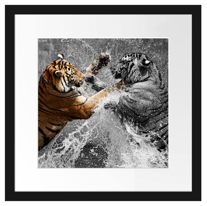 prachtvolle Tiger kämpfen Passepartout Quadratisch 40x40