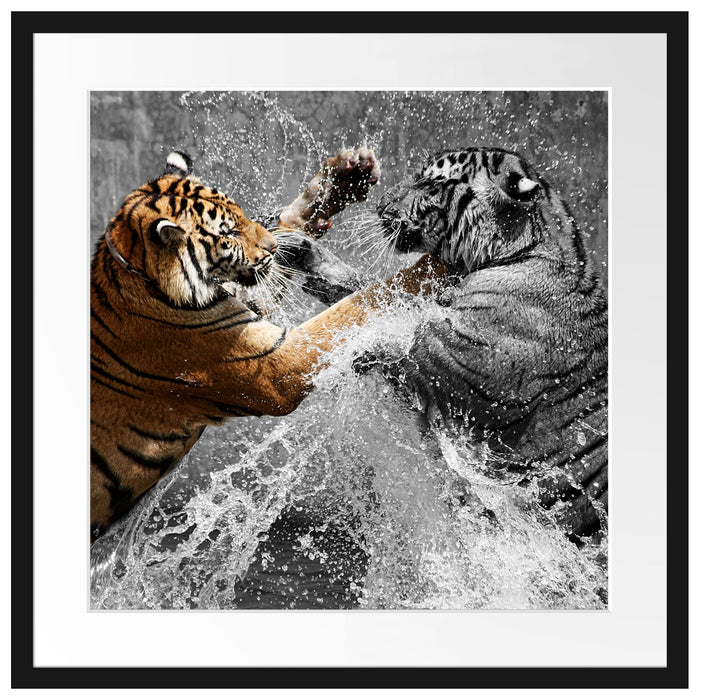 prachtvolle Tiger kämpfen Passepartout Quadratisch 55x55