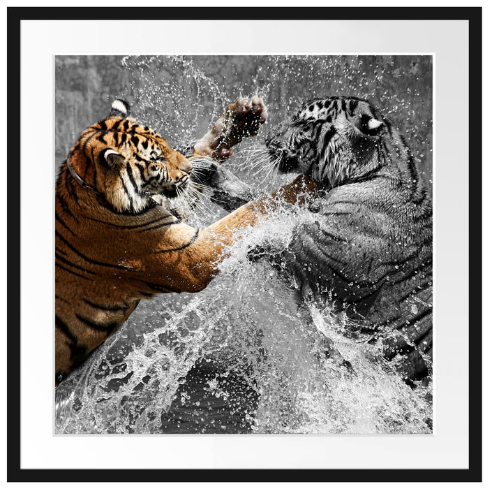 prachtvolle Tiger kämpfen Passepartout Quadratisch 70x70
