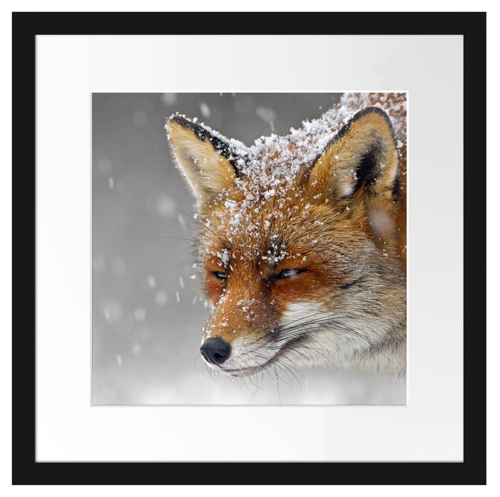 wunderschöner Fuchs im Schnee Passepartout Quadratisch 40x40