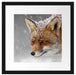 wunderschöner Fuchs im Schnee Passepartout Quadratisch 40x40