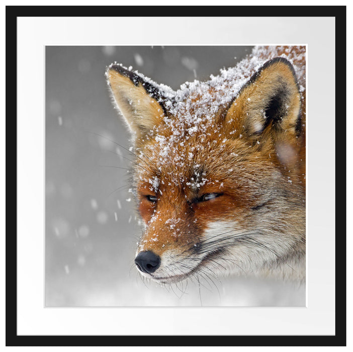 wunderschöner Fuchs im Schnee Passepartout Quadratisch 55x55