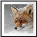 wunderschöner Fuchs im Schnee Passepartout Quadratisch 70x70