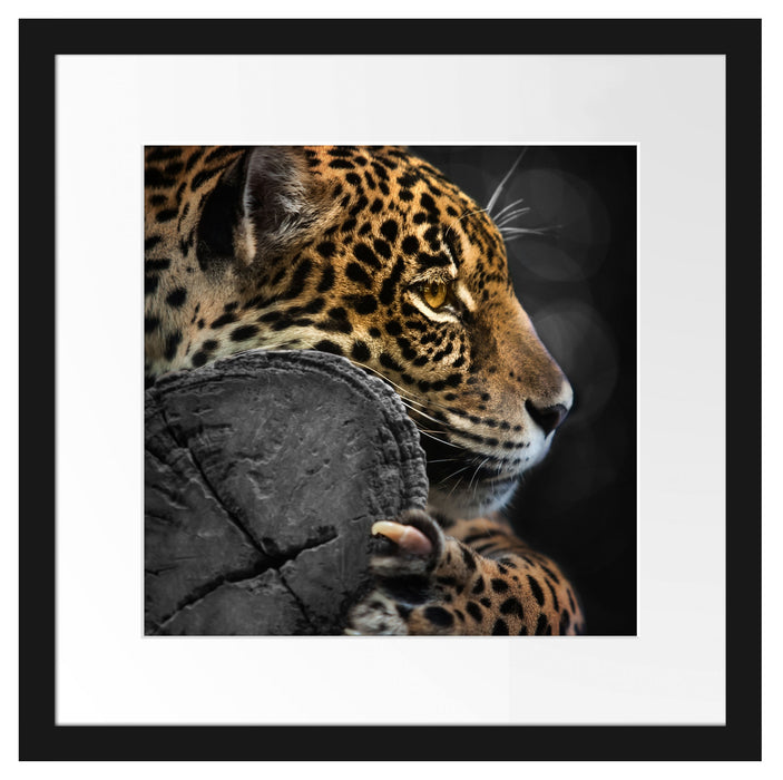 prächtiger Leopard auf Stamm Passepartout Quadratisch 40x40