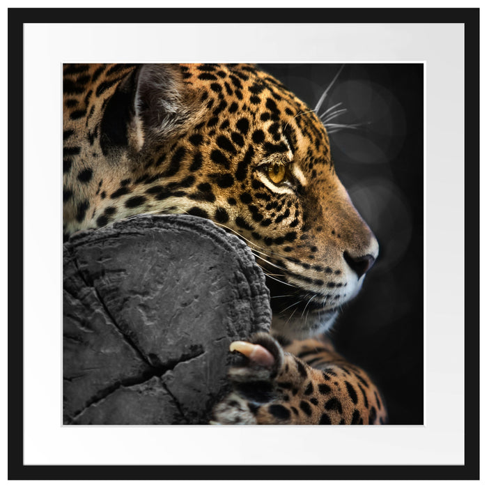 prächtiger Leopard auf Stamm Passepartout Quadratisch 55x55