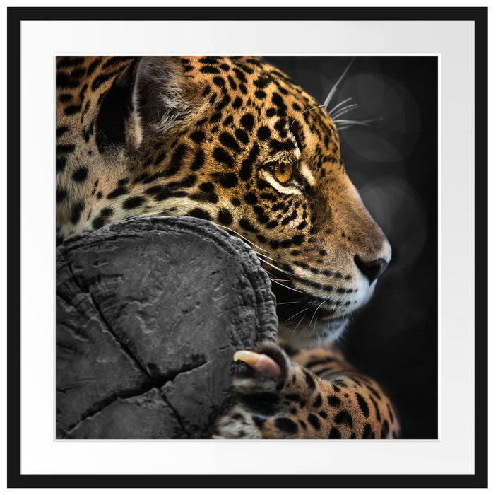 prächtiger Leopard auf Stamm Passepartout Quadratisch 70x70