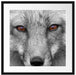 wunderschöner Fuchs im Portrait Passepartout Quadratisch 55x55