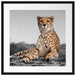 prächtiger Gepard in Savanne Passepartout Quadratisch 55x55