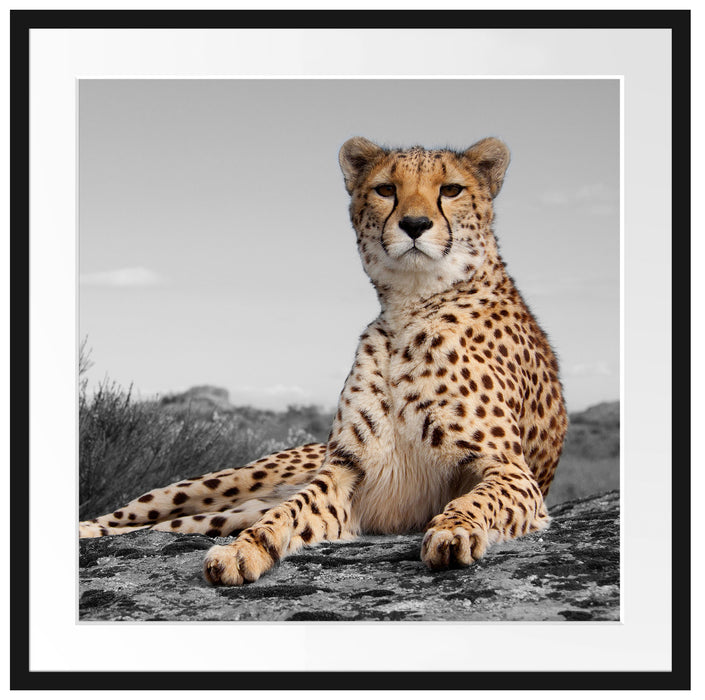 prächtiger Gepard in Savanne Passepartout Quadratisch 70x70