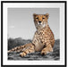 prächtiger Gepard in Savanne Passepartout Quadratisch 70x70