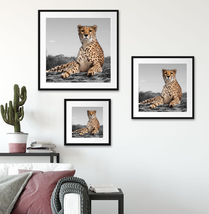 prächtiger Gepard in Savanne Quadratisch Passepartout Wohnzimmer