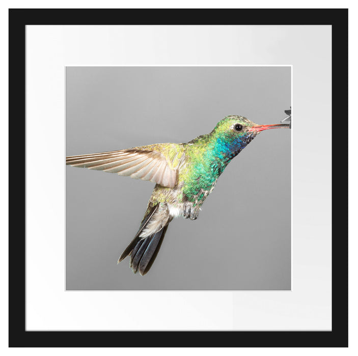 wunderschöner Kolibri Passepartout Quadratisch 40x40