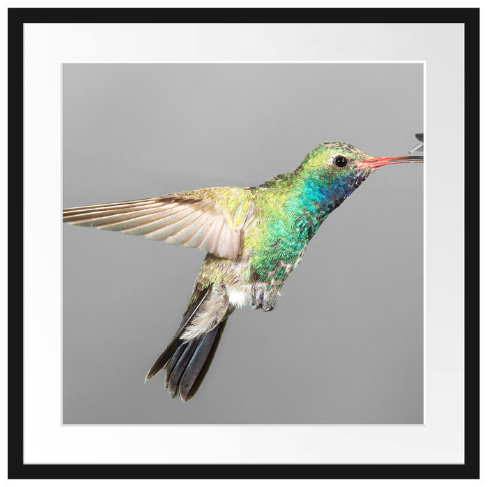 wunderschöner Kolibri Passepartout Quadratisch 55x55