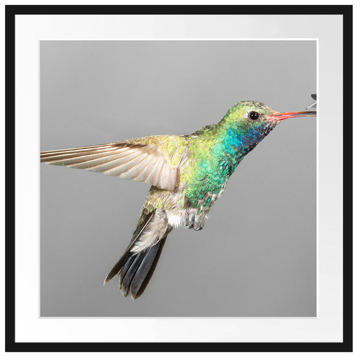 wunderschöner Kolibri Passepartout Quadratisch 70x70