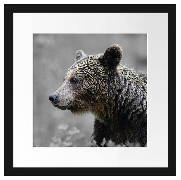 einsamer Bär im Wald Passepartout Quadratisch 40x40