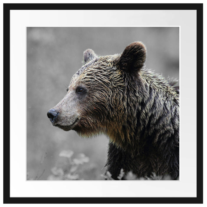 einsamer Bär im Wald Passepartout Quadratisch 55x55