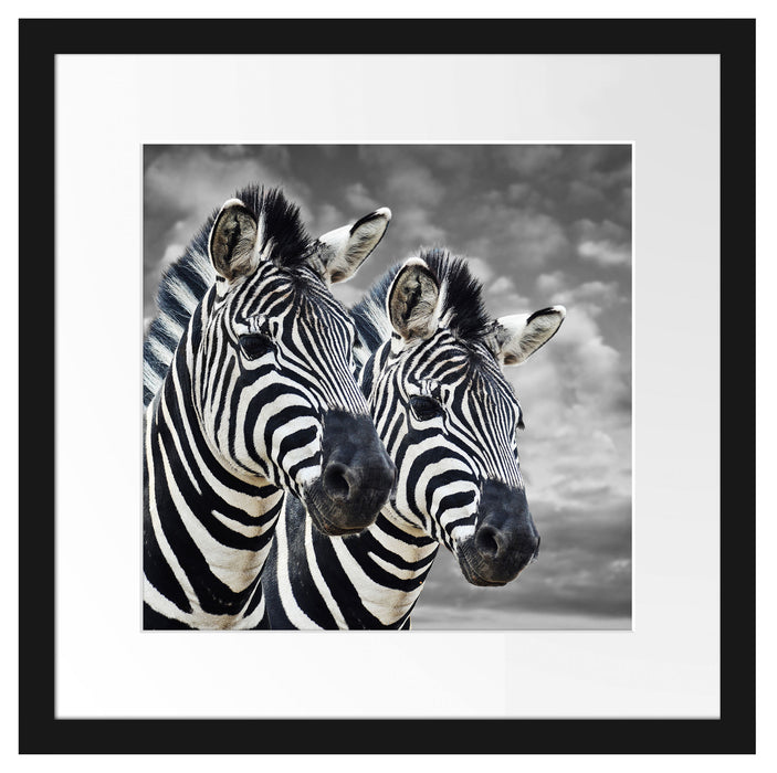 zwei Zebras Passepartout Quadratisch 40x40