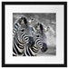 zwei Zebras Passepartout Quadratisch 40x40