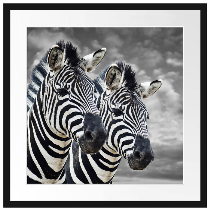 zwei Zebras Passepartout Quadratisch 55x55