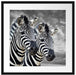 zwei Zebras Passepartout Quadratisch 55x55