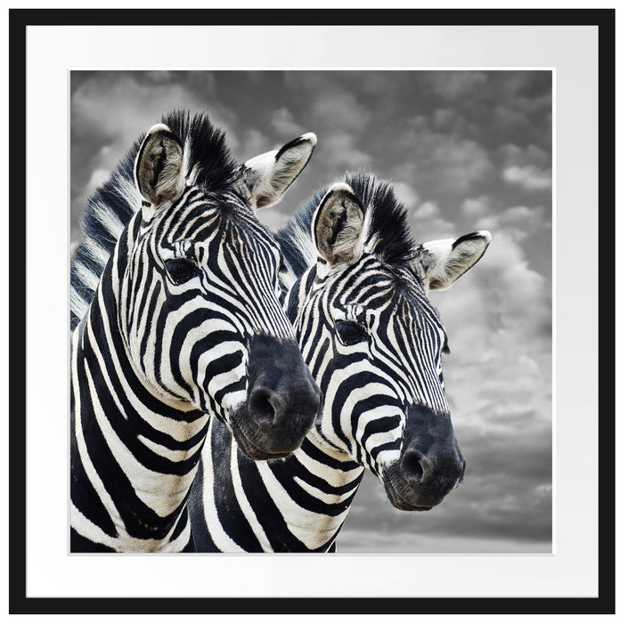 zwei Zebras Passepartout Quadratisch 70x70
