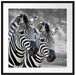 zwei Zebras Passepartout Quadratisch 70x70