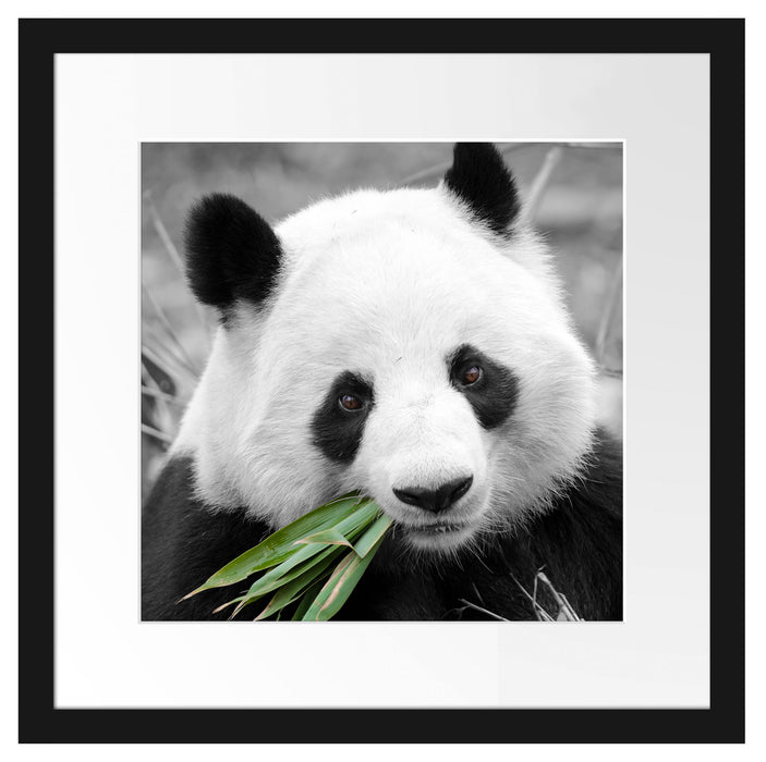 kuscheliger Panda frisst Bambus Passepartout Quadratisch 40x40