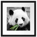 kuscheliger Panda frisst Bambus Passepartout Quadratisch 40x40
