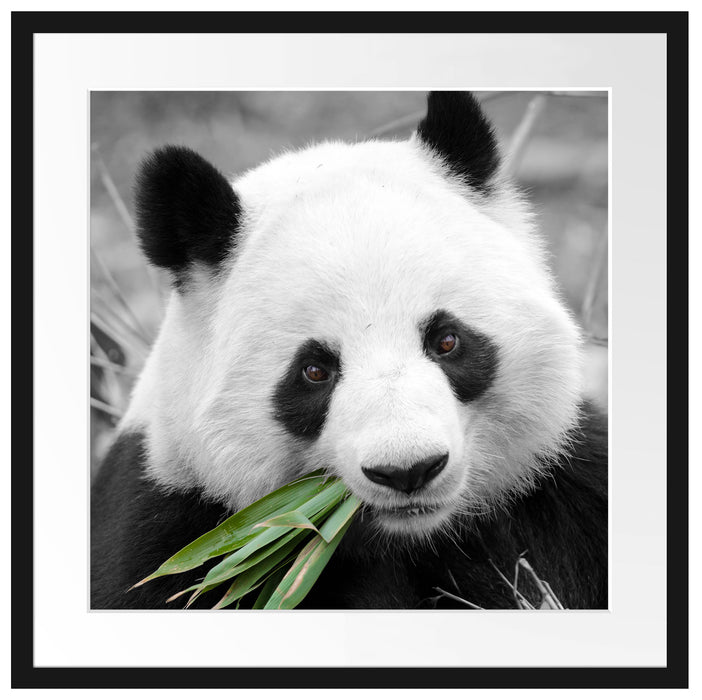 kuscheliger Panda frisst Bambus Passepartout Quadratisch 55x55