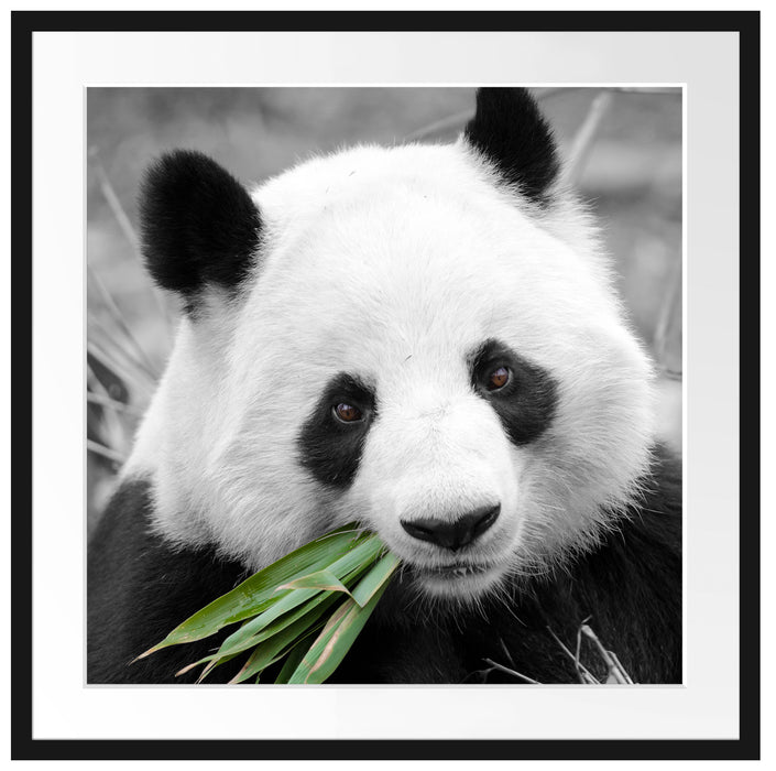 kuscheliger Panda frisst Bambus Passepartout Quadratisch 70x70