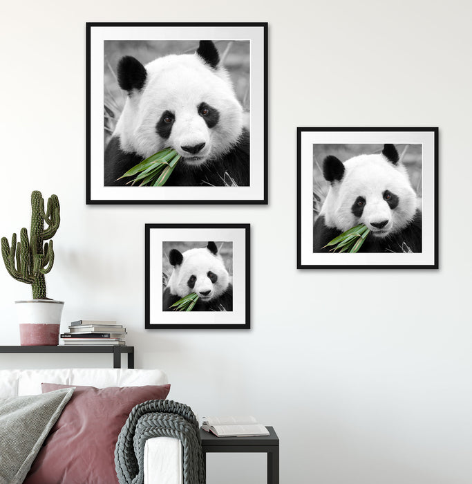 kuscheliger Panda frisst Bambus Quadratisch Passepartout Wohnzimmer