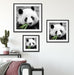 kuscheliger Panda frisst Bambus Quadratisch Passepartout Wohnzimmer