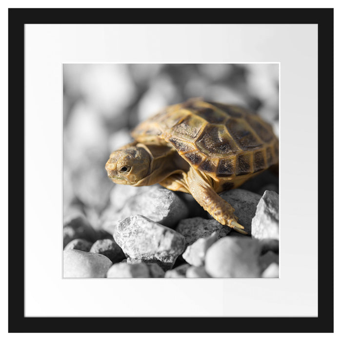 süße Schildkröte auf Steinen Passepartout Quadratisch 40x40