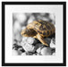 süße Schildkröte auf Steinen Passepartout Quadratisch 40x40
