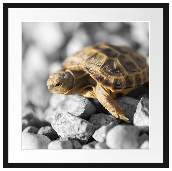 süße Schildkröte auf Steinen Passepartout Quadratisch 55x55