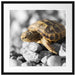 süße Schildkröte auf Steinen Passepartout Quadratisch 55x55