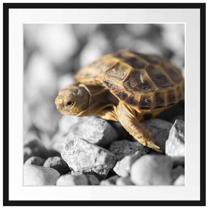 süße Schildkröte auf Steinen Passepartout Quadratisch 70x70