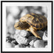 süße Schildkröte auf Steinen Passepartout Quadratisch 70x70