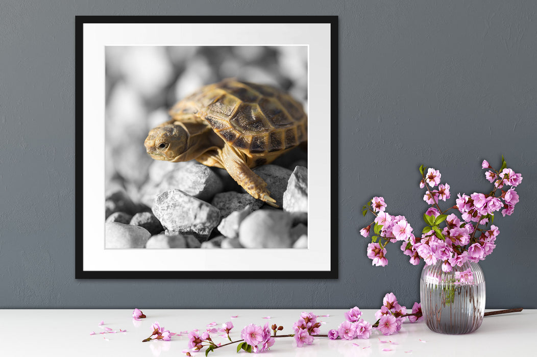 süße Schildkröte auf Steinen Quadratisch Passepartout Dekovorschlag