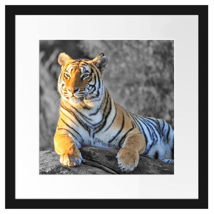 wunderschöner stolzer Tiger Passepartout Quadratisch 40x40