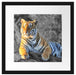 wunderschöner stolzer Tiger Passepartout Quadratisch 40x40