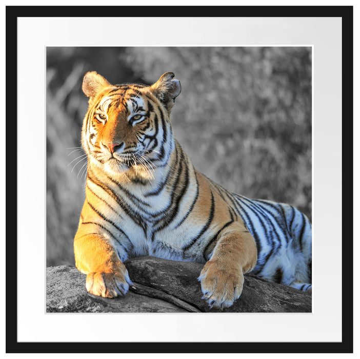 wunderschöner stolzer Tiger Passepartout Quadratisch 55x55