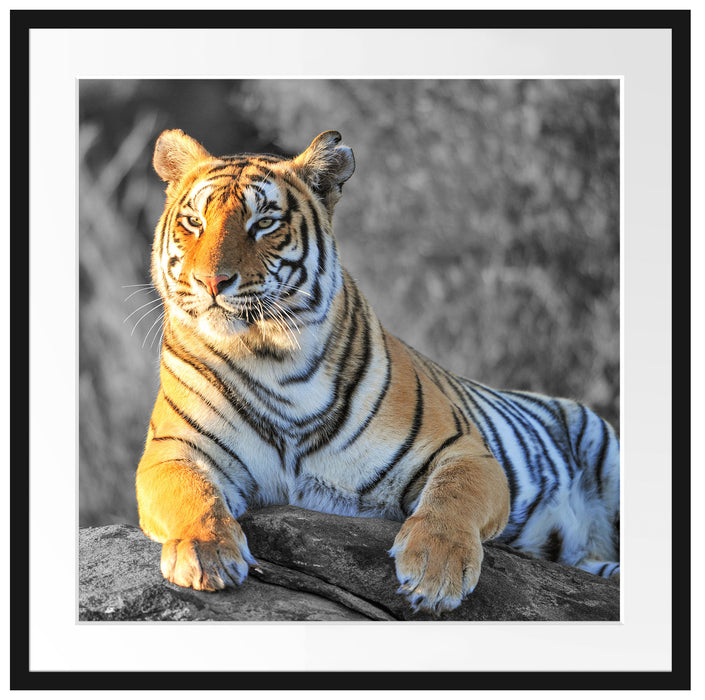 wunderschöner stolzer Tiger Passepartout Quadratisch 70x70