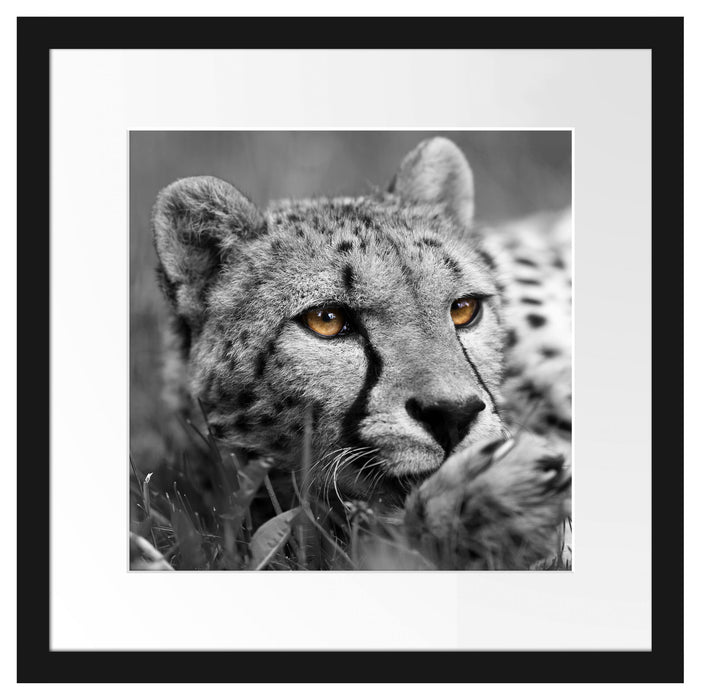 hübscher Gepard im Gras Passepartout Quadratisch 40x40