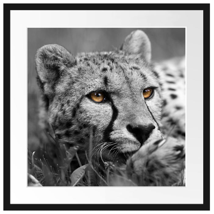 hübscher Gepard im Gras Passepartout Quadratisch 55x55