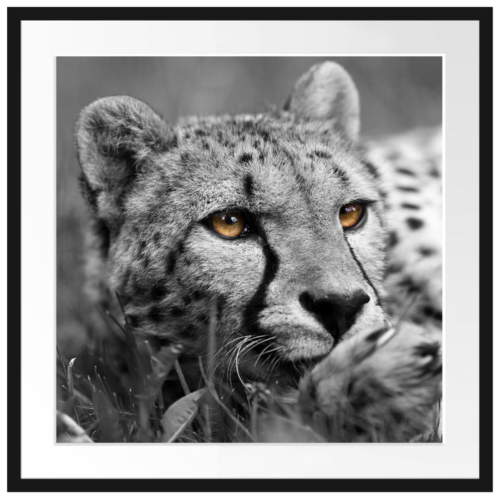 hübscher Gepard im Gras Passepartout Quadratisch 70x70