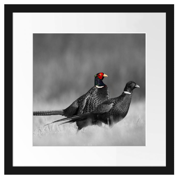 zwei Fasane auf Wiese Passepartout Quadratisch 40x40