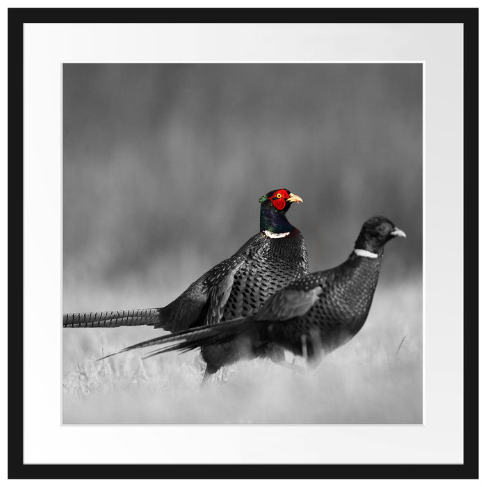 zwei Fasane auf Wiese Passepartout Quadratisch 55x55