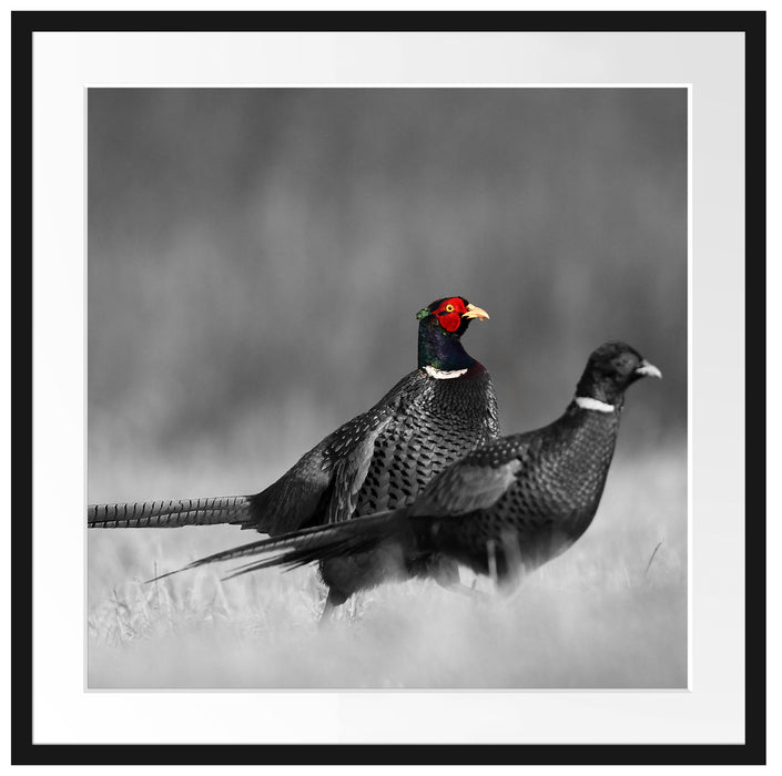 zwei Fasane auf Wiese Passepartout Quadratisch 70x70