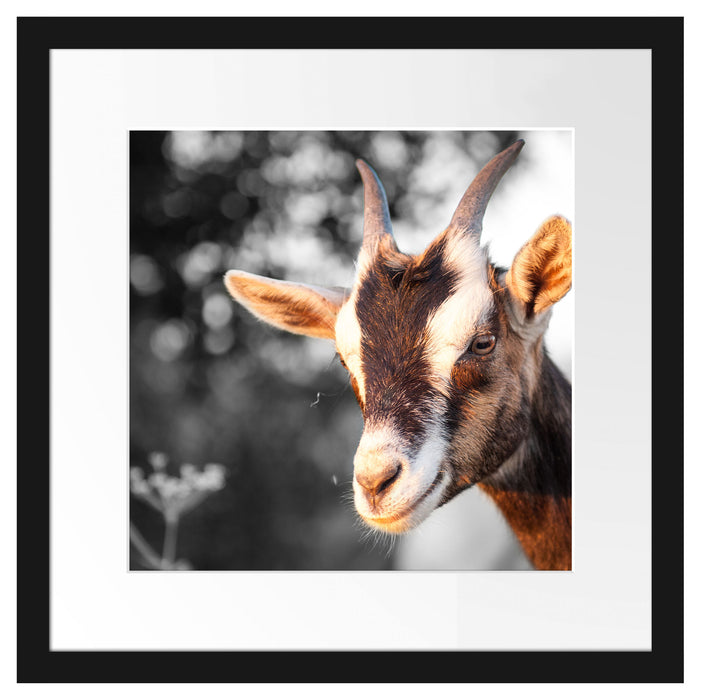 süße Ziege Passepartout Quadratisch 40x40